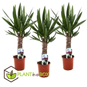 Yucca elephantipes s - 3