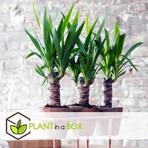 Yucca elephantipes s - 3