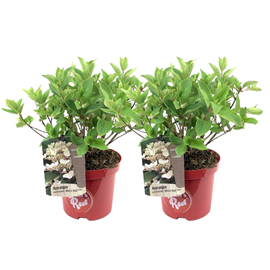 Xl hydrangea paniculata wims red - 2