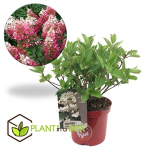 Xl hydrangea paniculata wims red - 2