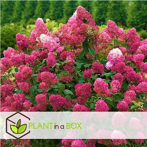 Xl hydrangea paniculata wims red - 2