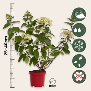 Xl hydrangea paniculata wims red - 2