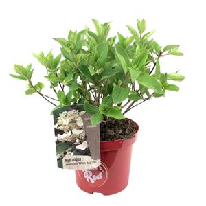Xl hydrangea paniculata wims red - 3