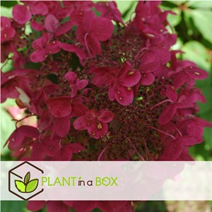 Xl hydrangea paniculata wims red - 3