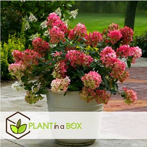 Xl hydrangea paniculata wims red - 3