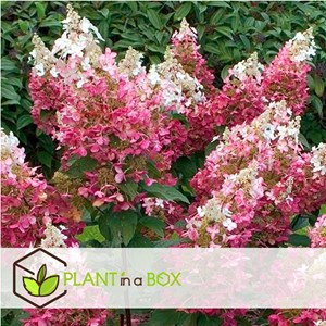 Xl hydrangea paniculata wims red - 3