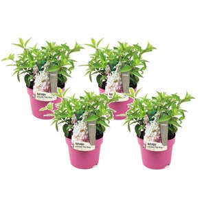 Xl hydrangea paniculata pinky winky - 4