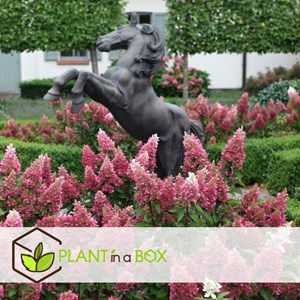 Xl hydrangea paniculata pinky winky - 4