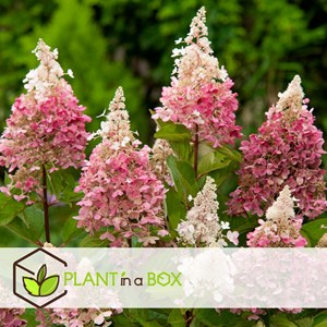 Xl hydrangea paniculata pinky winky - 4