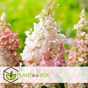 Xl hydrangea paniculata pinky winky - 4