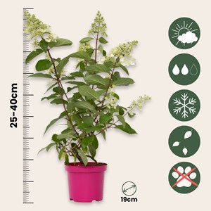 Xl hydrangea paniculata pinky winky - 2