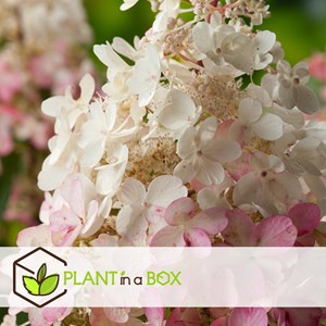 Xl hydrangea paniculata pinky winky - 2