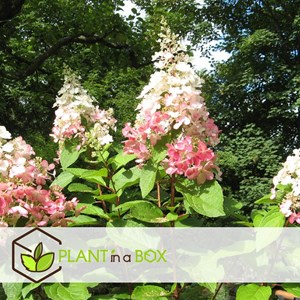 Xl hydrangea paniculata pinky winky - 2