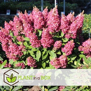 Xl hydrangea paniculata pinky winky - 2