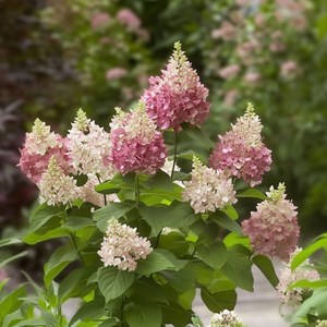 Xl hydrangea paniculata pinky winky