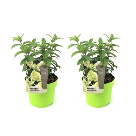 Xl hydrangea paniculata bobo - 2