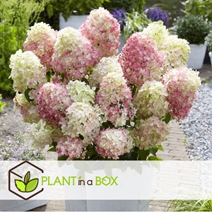 Xl hydrangea paniculata bobo - 2