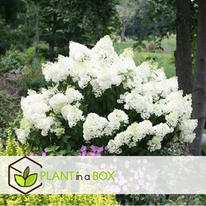 Xl hydrangea paniculata bobo - 2