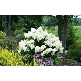 Xl hydrangea paniculata bobo