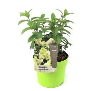 Xl hydrangea paniculata bobo