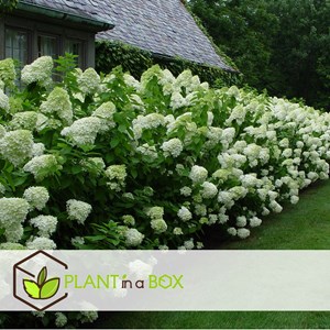 Xl hydrangea paniculata bobo