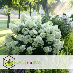 Xl hydrangea paniculata bobo