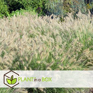 Pennisetum hameln herbe ornementale -2