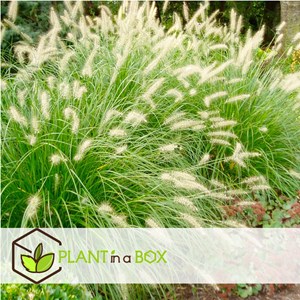 Pennisetum hameln herbe ornementale -2