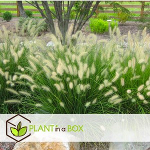 Pennisetum hameln herbe ornementale