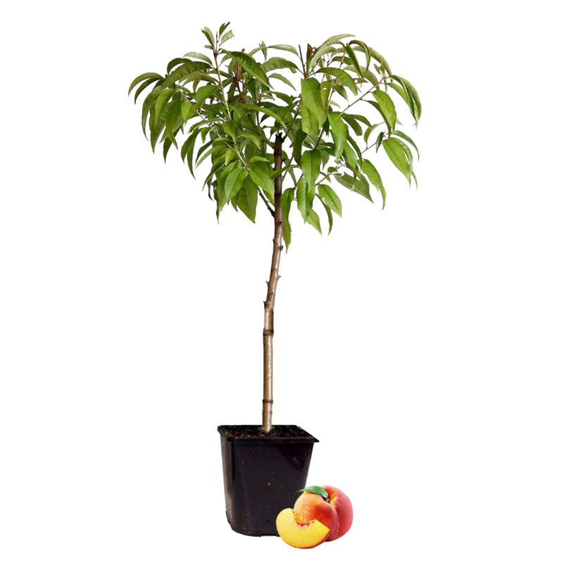 Prunus bonanza peachtree