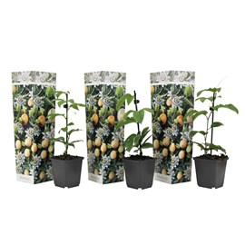 Passiflora 'edulis' - lot de 3