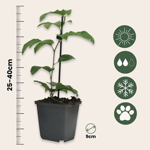 Passiflora edulis - 3