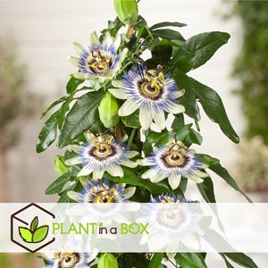 Passiflora edulis - 3