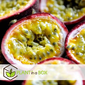 Passiflora edulis - 3