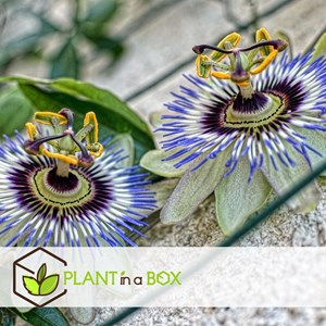 Passiflora edulis - 3