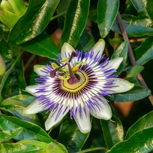Passiflora - 6