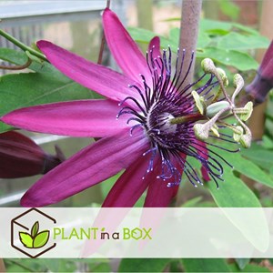 Passiflora - 6