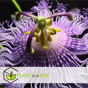 Passiflora - 6