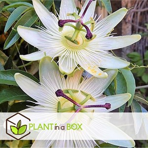 Passiflora - 6