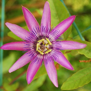Passiflora - 3