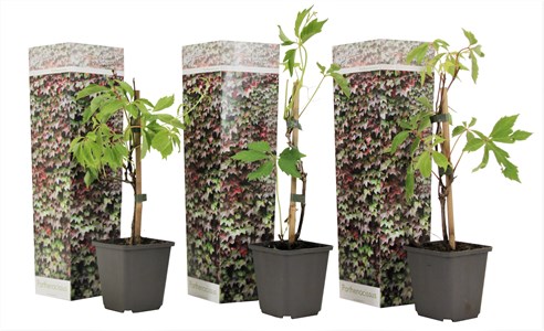 Parthenociccus boston ivy - 3
