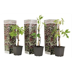 Parthenociccus 'boston ivy' - lot de 3