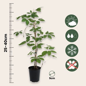 Parthenociccus boston ivy - 3