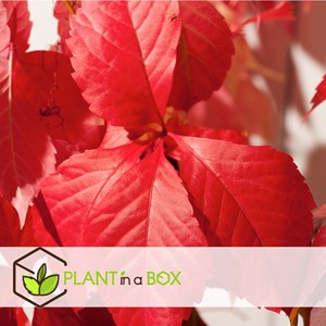 Parthenociccus boston ivy - 3