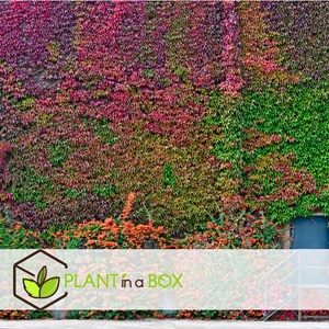 Parthenociccus boston ivy - 3