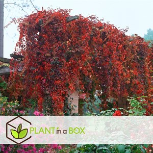 Parthenociccus boston ivy - 3