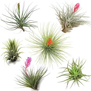 Tillandsia - 6