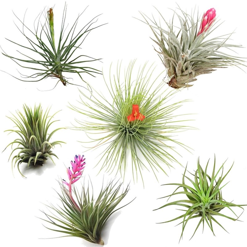 Tillandsia - 6