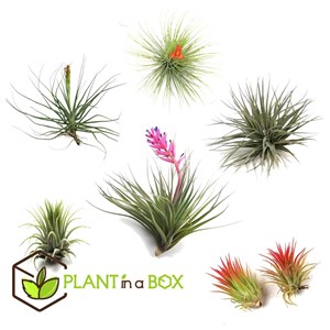 Tillandsia - 6