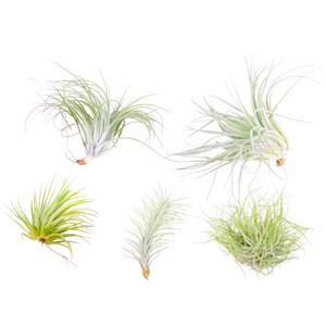Tillandsia - 5